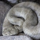 Grand Canyon Rattler